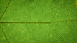 Macro photo of green leaf texture. Leaf close-up. Green leafy background.