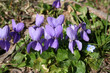 la violette du printemps