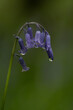 An English bluebell with rain drops in a Cornish woodland