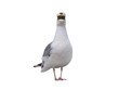 Seagull in a sea captain's cap isolated on a white background