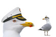 portrait seagull in a sea captain's cap isolated on a white background