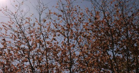 Wall Mural - the first red foliage on the trees in spring, young trees with the first foliage on the background of the blue sky with backlight