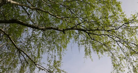 Wall Mural - deciduous trees in the spring season during the day, beautiful trees in warm spring weather with the first foliage