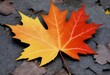 photo posted to myspace in 2007 Vibrant maple leaf (1)