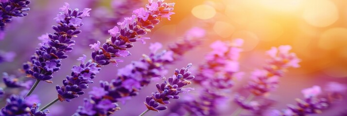 Poster - Scenic view of a vast field of french lavender flowers under a captivating sunset