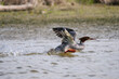 Female common merganser duck taking flight on Danuber river