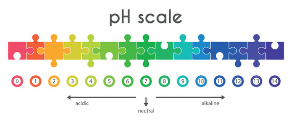 Wall Mural - Scale of pH values for acid-base solution in form of puzzles. Infographics of acid-base balance isolated on white background. Indicator of hydrogen ion concentration in solution. Vector illustration.