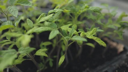 Wall Mural - seedlings growing in containers on the window sill close up,