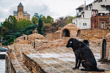 Wall Mural - Black dog on the domes of the sulfur baths and Metekhi orthodox church in Abanotubani district in Tbilisi old town, Kala, Georgia