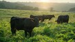 © G.Go - picturesque scenes of beef cattle grazing on lush pastures, highlighting the naturalness of the farming landscape