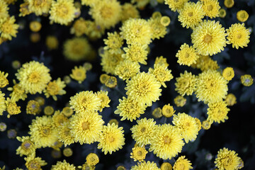 Wall Mural - yellow flowers in close up background
