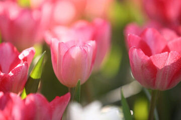 Wall Mural - pink tulip flowers in close up