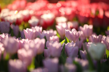 Wall Mural - pink tulip flowers in close up