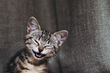 Fototapeta Do pokoju - Portrait rigolo d'un adorable chaton tigré gris en train de bailler