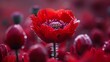 Vibrant Red Poppy Blossom in Macro View. Serene Countryside Landscape with Burst of Life. 4K Wallpaper