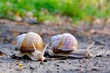 Closeup of two Helix pomatia on the road in forest.  Common names the Roman snail, Burgundy snail, edible snail or escargot. 