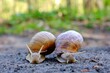 Closeup of two Helix pomatia on the road in forest.  Common names the Roman snail, Burgundy snail, edible snail or escargot. 