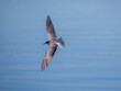Black tern soaring gracefully over calm blue Danube waters at dawn
