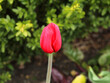 Beautiful bouquet of tulips in the garden