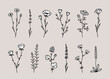 Wild vector flowers set, herbs and field plant