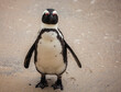 Full-length portrait of South African spectacled penguin looking at the camera.