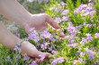 woman hands planting phlox