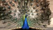 A Peacock With Its Feathers Glistening In The Sunl Upscaled 3 1
