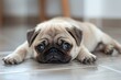 Pug puppy lying on the floor,  Puppy is looking at the camera