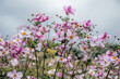 Sunlit Japanese Anemone Flowers in Wide Panoramic View