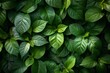 Green leaves background,  Green leaves texture,  Green leaves background,  Green leaves background