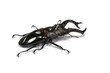 stag beetle isolated on white background.