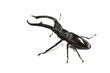 stag beetle isolated on white background.