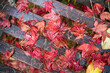 Bright red autumn woodland leaves on a wet park bench in autumn.