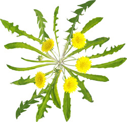 Wall Mural - Top view of dandelion plant