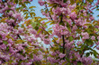 Pink sakura blossom crown close up, spring mood