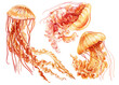 Jellyfish set isolated white background. Watercolor tropical jellyfish aquatic illustration design, underwater wildlife