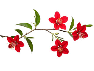 Wall Mural - branch of red flower isolated 