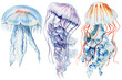 Jellyfish isolated white background. Watercolor tropical jellyfish aquatic illustration for design, underwater wildlife