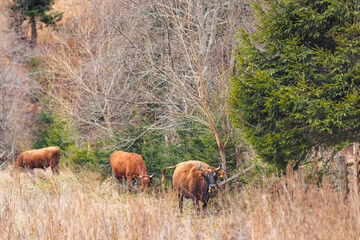 A herd of cattle peacefully grazing on a dry grass covered field under the warm sun