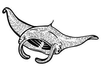 giant oceanic manta ray sea water animal sketch engraving png illustration. scratch board style imit