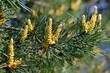 Close up of branches of pine with blooming flowers