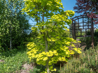 Wall Mural - Beautiful Japanese maple sapling in springtime