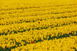 Row or line of yellow tulips flowers with green leaves on the field in countryside farm, Tulips are plants of the genus Tulipa, Spring-blooming perennial herbaceous bulbiferous geophytes, Netherlands.