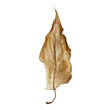 Dried leaf of a plant.