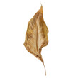Dried dehydrated brown plant leaf.