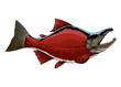 Hand Drawn of Sockeye Salmon Fish Illustration