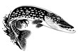 Pike Fish Jumping Out of Water Black and White Illustration