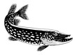 Pike Fish Vintage Black and White Hand Drawn Illustration