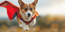 Corgi Dog Dressed As Superhero Flying Against A Soft Blue Sky