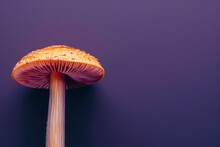 Detailed View Of An Orange Mushroom Cap On A Dark Purple Background, Copy Space For Text 